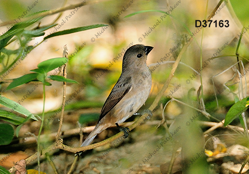 Double-collared Seedeater (Sporophila caerulescens)